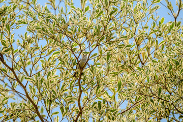 Female Brown-throated Sunbird (Anthreptes malacensis)  is perched on a branch amidst the variegated...