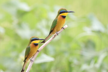 Little Bee-eaters