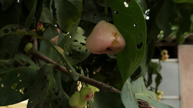Low angle shot of pink Rose apple, scientifically known as Syzygium jambos. It's also known as Water Apple or Watery Rose Apple. It's referred to as Plum Rose or Pomarrosa.