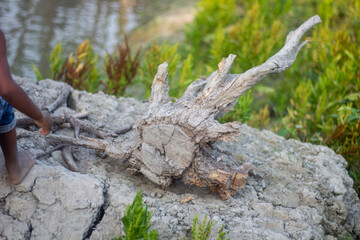 Old tree trunk create a blurry backdrop for people and products.