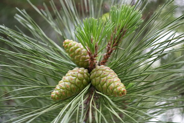 어린 솔방울들