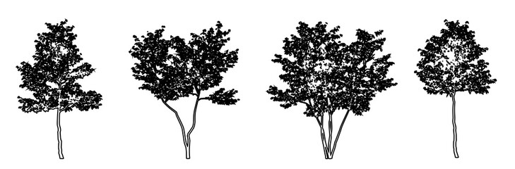 Set or collection of European Beech trees as black line drawing silhouette on white background. Concept or conceptual vector for nature, planet, ecology conservation, strength, endurance and  beauty