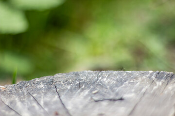 Old tree trunk create a blurry backdrop for people and products.