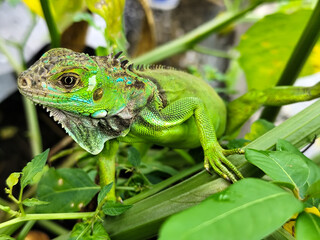 A light green iguana with colorful scales and sharp details poses among natural green foliage, highlighting the beauty of the exotic reptile.