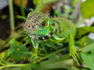 A light green iguana with colorful scales and sharp details poses among natural green foliage, highlighting the beauty of the exotic reptile.