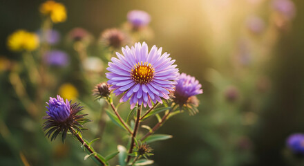  Close-Up of Purple Aster Flower in Field with Golden Sunlight. Autumn Wildflower, Natural Garden, Soft Bokeh Background.