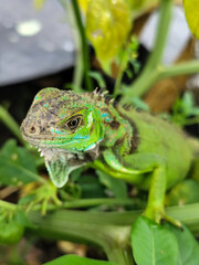 A light green iguana with colorful scales and sharp details poses among natural green foliage, highlighting the beauty of the exotic reptile.