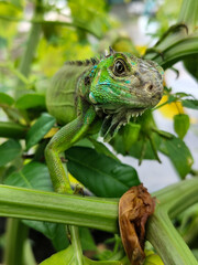 A light green iguana with colorful scales and sharp details poses among natural green foliage, highlighting the beauty of the exotic reptile.