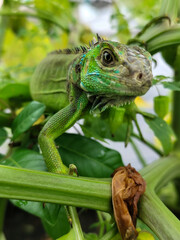 A light green iguana with colorful scales and sharp details poses among natural green foliage, highlighting the beauty of the exotic reptile.