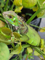 A light green iguana with colorful scales and sharp details poses among natural green foliage, highlighting the beauty of the exotic reptile.