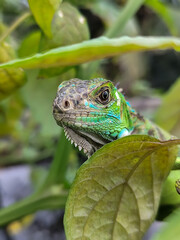 A light green iguana with colorful scales and sharp details poses among natural green foliage, highlighting the beauty of the exotic reptile.