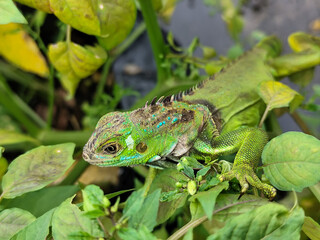 A light green iguana with colorful scales and sharp details poses among natural green foliage, highlighting the beauty of the exotic reptile.