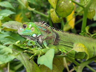 A light green iguana with colorful scales and sharp details poses among natural green foliage, highlighting the beauty of the exotic reptile.