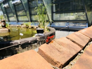 レンガにとまる鮮やかな朱色の赤とんぼ