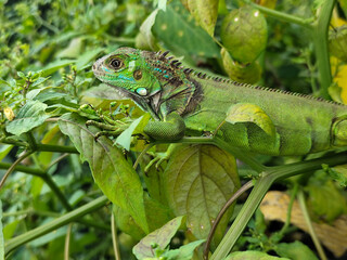 A light green iguana with colorful scales and sharp details poses among natural green foliage, highlighting the beauty of the exotic reptile.