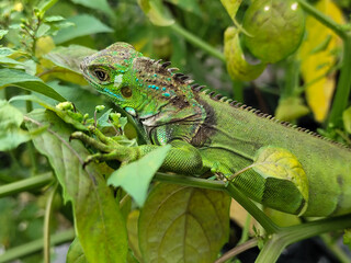 A light green iguana with colorful scales and sharp details poses among natural green foliage, highlighting the beauty of the exotic reptile.