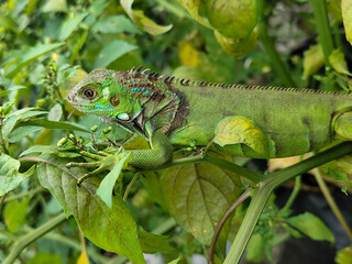 A light green iguana with colorful scales and sharp details poses among natural green foliage, highlighting the beauty of the exotic reptile.