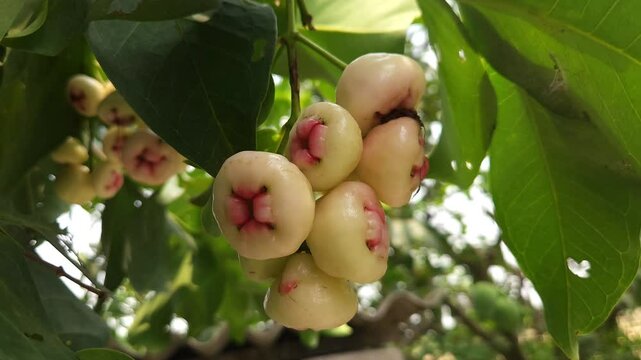 Low angle shot of pink Rose apple, scientifically known as Syzygium jambos, it has many common names Mountain Apple (champoo), Cloud apple, Wax apple, Malay apple, and Pau T&ecirc;e (Penang Hokkien).