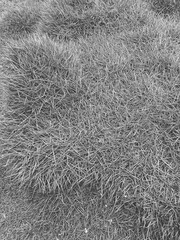 A top view of a green grass texture background. Monochrome in vintage