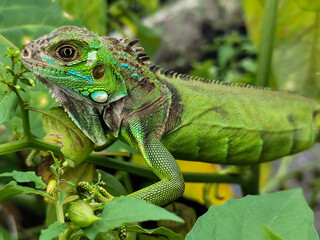 A light green iguana with colorful scales and sharp details poses among natural green foliage,...