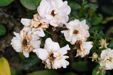 A group of bushes Flower of Polyspora Axillaris with decaying pistils. Polyspora Axillaris flower with pure white petals and blackish brown pistil due to decay. Flora Close-up in macro perspective