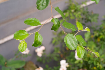 Macrophotography of round leaves with long stems. Ornamental plants that decorate the fence of the house in the garden. Texture of leaves and stems of ornamental plants. Bokeh shot