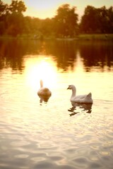 Geese walking in nature