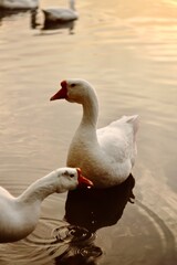 Geese walking in nature