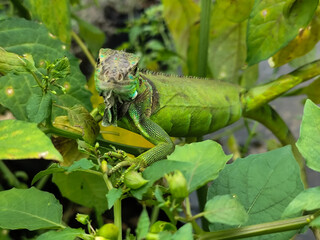 A light green iguana with colorful scales and sharp details poses among natural green foliage,...