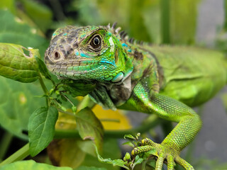 A light green iguana with colorful scales and sharp details poses among natural green foliage,...