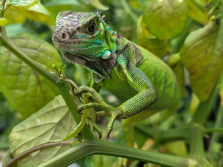 A light green iguana with colorful scales and sharp details poses among natural green foliage,...