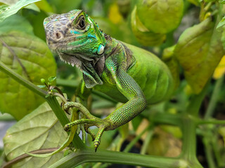 A light green iguana with colorful scales and sharp details poses among natural green foliage,...