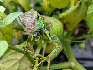 A light green iguana with colorful scales and sharp details poses among natural green foliage, highlighting the beauty of the exotic reptile.