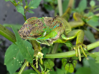 A light green iguana with colorful scales and sharp details poses among natural green foliage, highlighting the beauty of the exotic reptile.