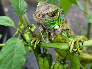A light green iguana with colorful scales and sharp details poses among natural green foliage, highlighting the beauty of the exotic reptile.