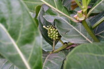Bokeh shot of Noni fruits. The fruit of the Morinda citrifolia plant photographed with green...