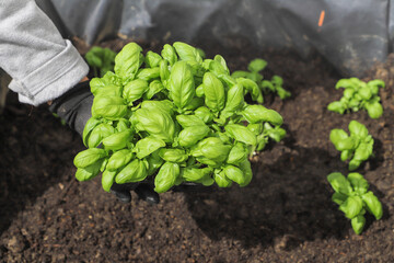 Woman planting basil seedlings in soil, closeup. Gardening concept