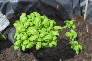 Woman planting basil seedlings in soil, closeup. Gardening concept