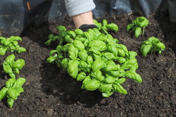 Woman planting basil seedlings in soil, closeup. Gardening concept