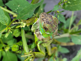 A light green iguana with colorful scales and sharp details poses among natural green foliage, highlighting the beauty of the exotic reptile.