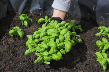 Woman planting basil seedlings in soil, closeup. Gardening concept