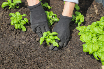Woman planting basil seedlings in soil, closeup. Gardening concept