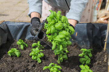 Woman planting basil seedlings in soil, closeup. Gardening concept