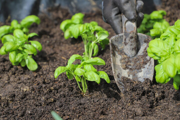 Woman planting basil seedlings in soil, closeup. Gardening concept