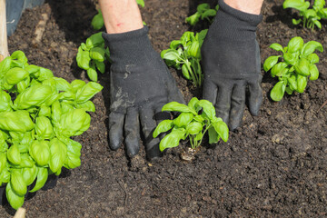Woman planting basil seedlings in soil, closeup. Gardening concept