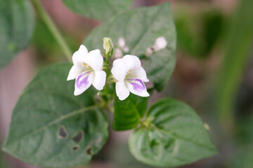 Macrophotography Creeping Foxglove Flower. White weed flower with a hint of purple, Asystasia Gangetica. Weed plant in close-up shot. Flora in the wild. Negative space