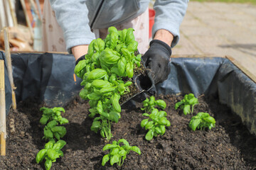 Woman planting basil seedlings in soil, closeup. Gardening concept