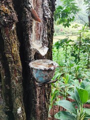 A cup full of latex from tree tapping known as Hevea brasiliensis tree produce latex rubber 