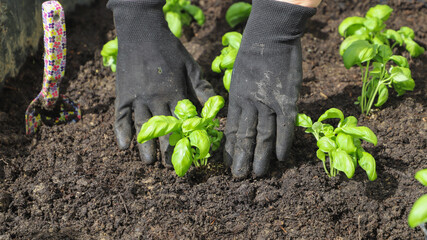 Woman planting basil seedlings in soil, closeup. Gardening concept