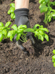 Woman planting basil seedlings in soil, closeup. Gardening concept